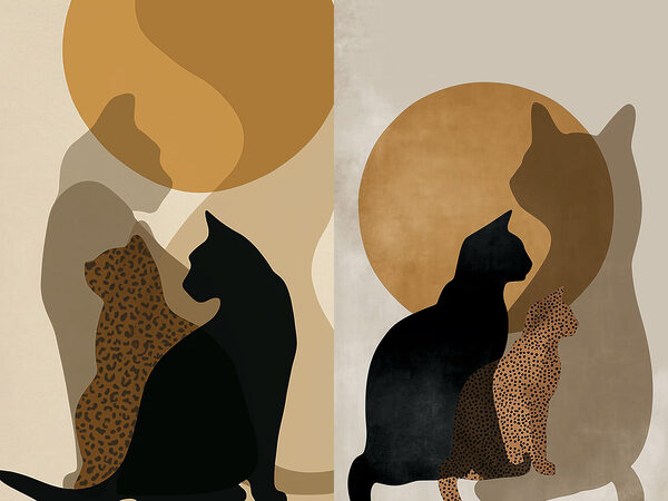 Cat and a cat with a cat in the sun